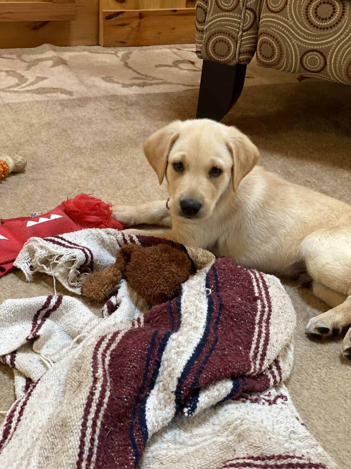 How to find a good Labrador puppy Otter Tail Kennels