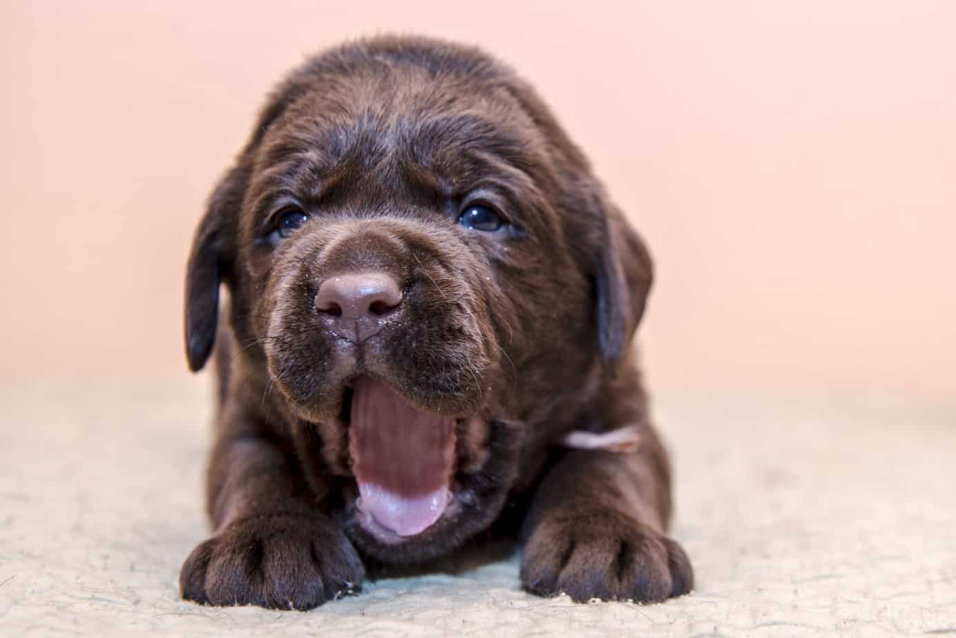 How to pick a hunting puppy from a litter otter tail kennels
