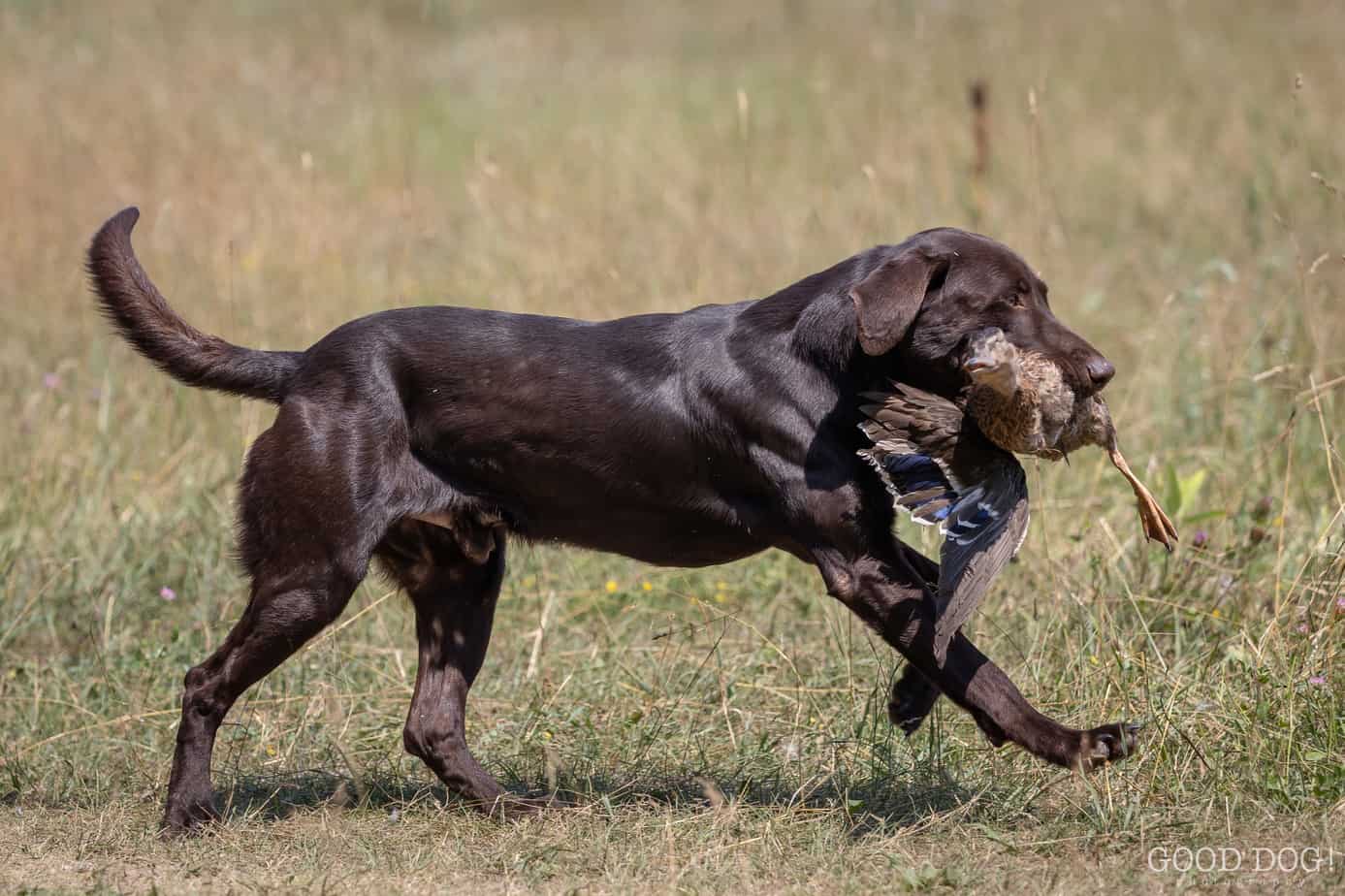 Training Otter Tail Kennels