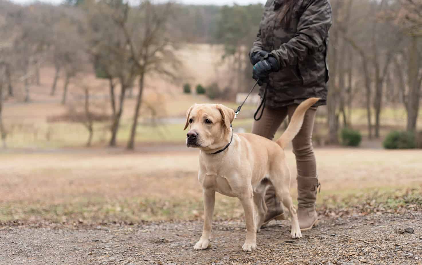 Should I send my lab away for training? Otter Tail Kennels