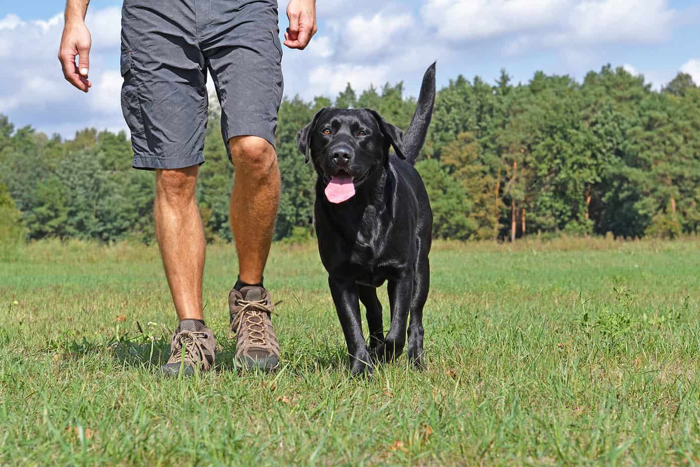 Can I train my dog too much? Otter Tail Kennels