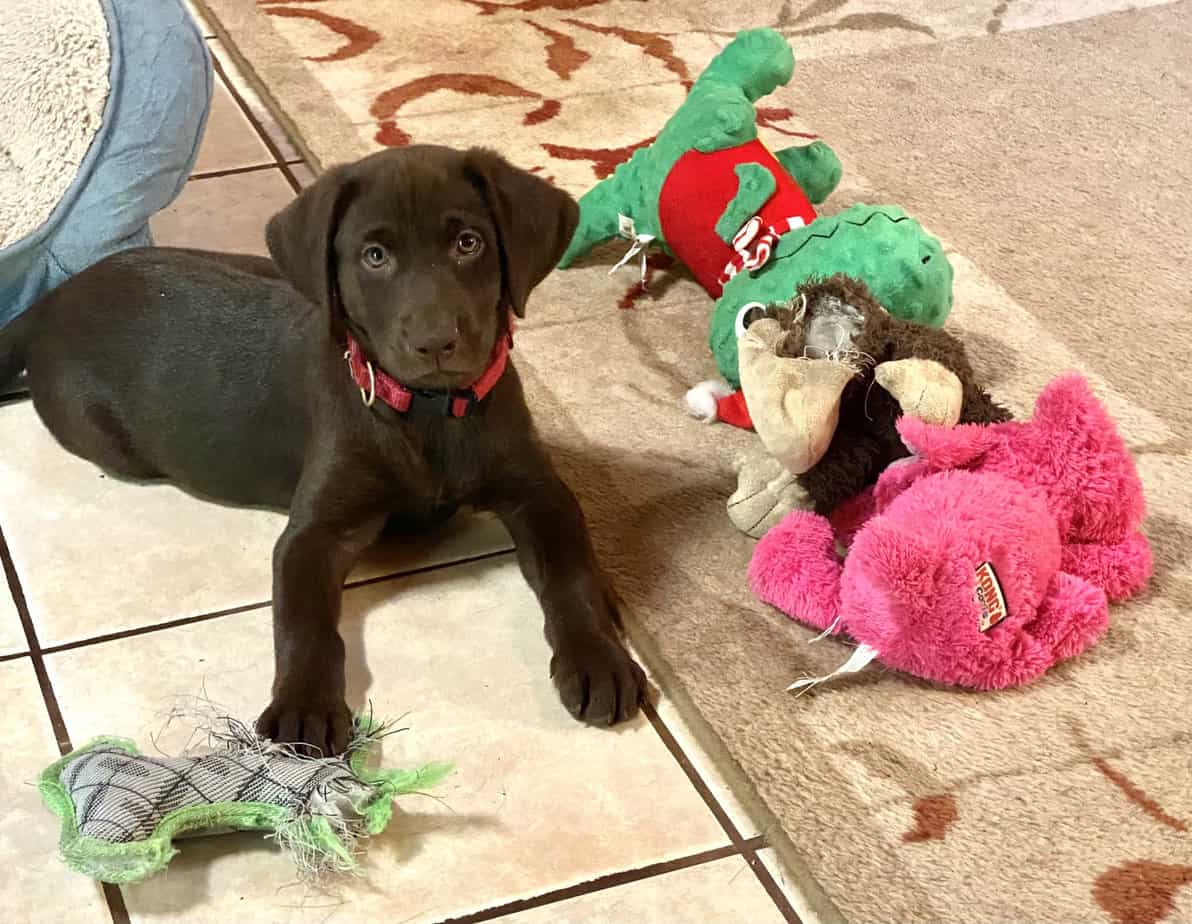 What should I do first week with new Labrador puppy?