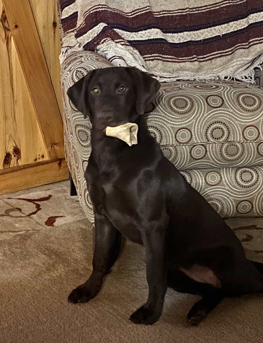 Training your 6monthold Labrador puppy Otter Tail Kennels