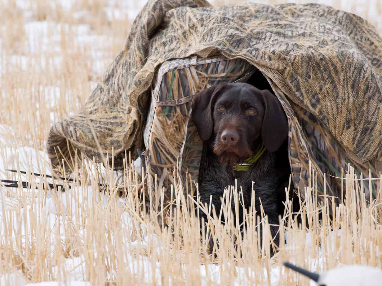 Hunting Dog Training Marks Vs Blinds Otter Tail Kennels