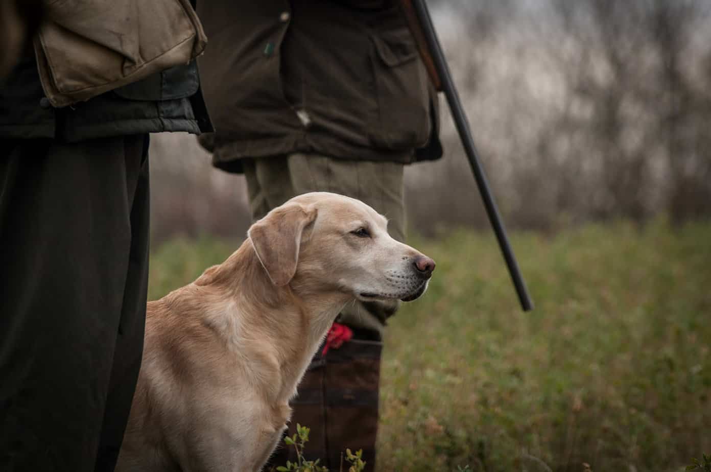 Hunting Dog Training Marks Vs Blinds Otter Tail Kennels